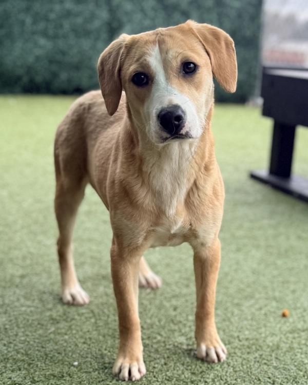 Smiley Miley, Adoptable, Young Female Beagle & Labrador Retriever.
