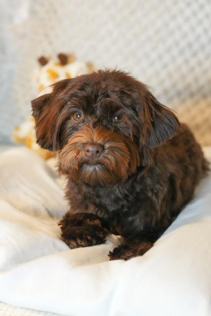 Enlarge Little Debbie, an adopted Havanese in Atlanta, GA image 1/4