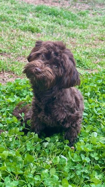 Enlarge Little Debbie, an adopted Havanese in Atlanta, GA image 2/4