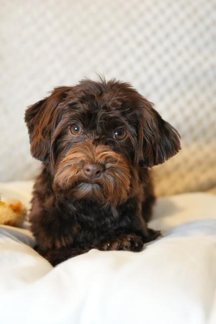 Enlarge Little Debbie, an adopted Havanese in Atlanta, GA image 3/4