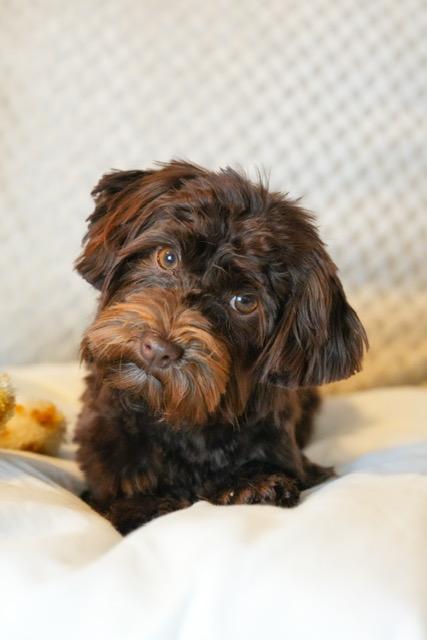 Enlarge Little Debbie, an adopted Havanese in Atlanta, GA image 4/4