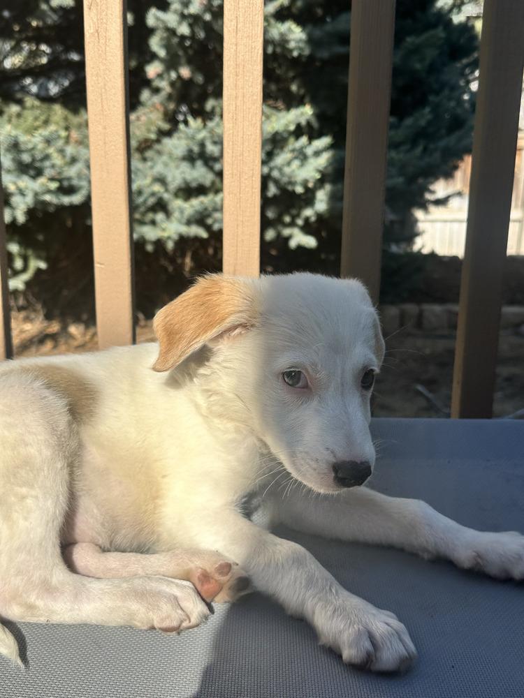 Enlarge Biscuit, a Adoptable mixed breed in Commerce City, CO image 6/6