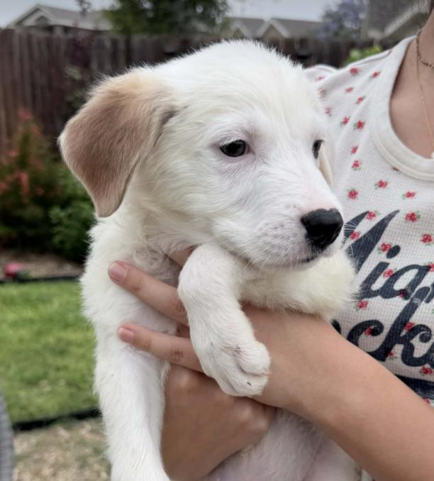 Enlarge Biscuit, a Adoptable mixed breed in Commerce City, CO image 3/6