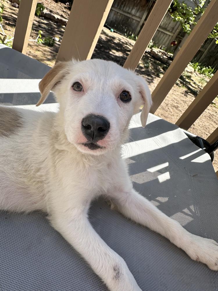 Enlarge Biscuit, a Adoptable mixed breed in Commerce City, CO image 2/6