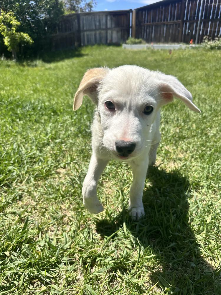 Biscuit, Adoptable, Puppy Male Great Pyrenees & Chihuahua.