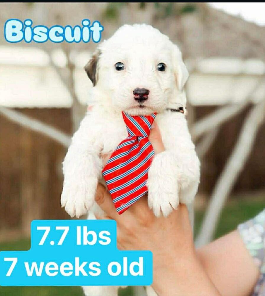 Enlarge Biscuit, a Adoptable mixed breed in Commerce City, CO image 5/6