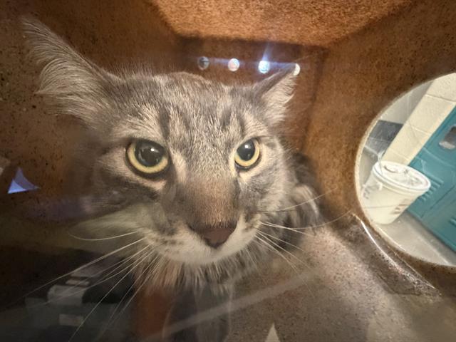 MALIBU, Adoptable, Adult Male Domestic Long Hair.