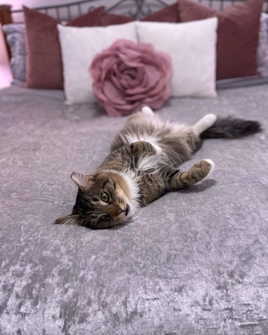 Sampson, Adopted, Young Male Maine Coon & Domestic Long Hair.