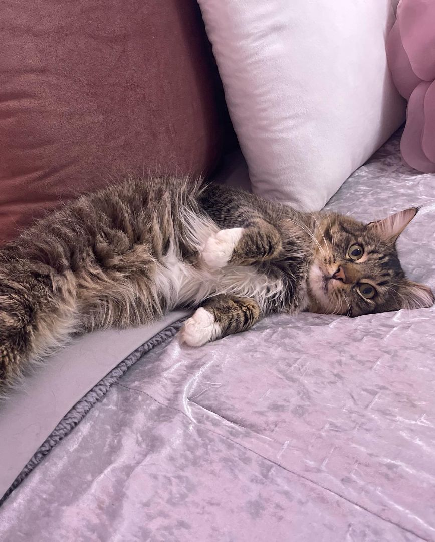 Sampson, a Adopted mixed breed in Seattle, WA image 2/8