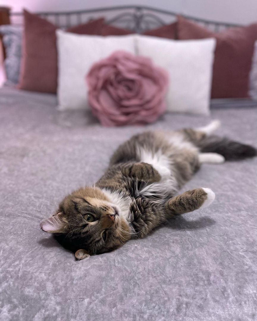 Sampson, a Adopted mixed breed in Seattle, WA image 3/8