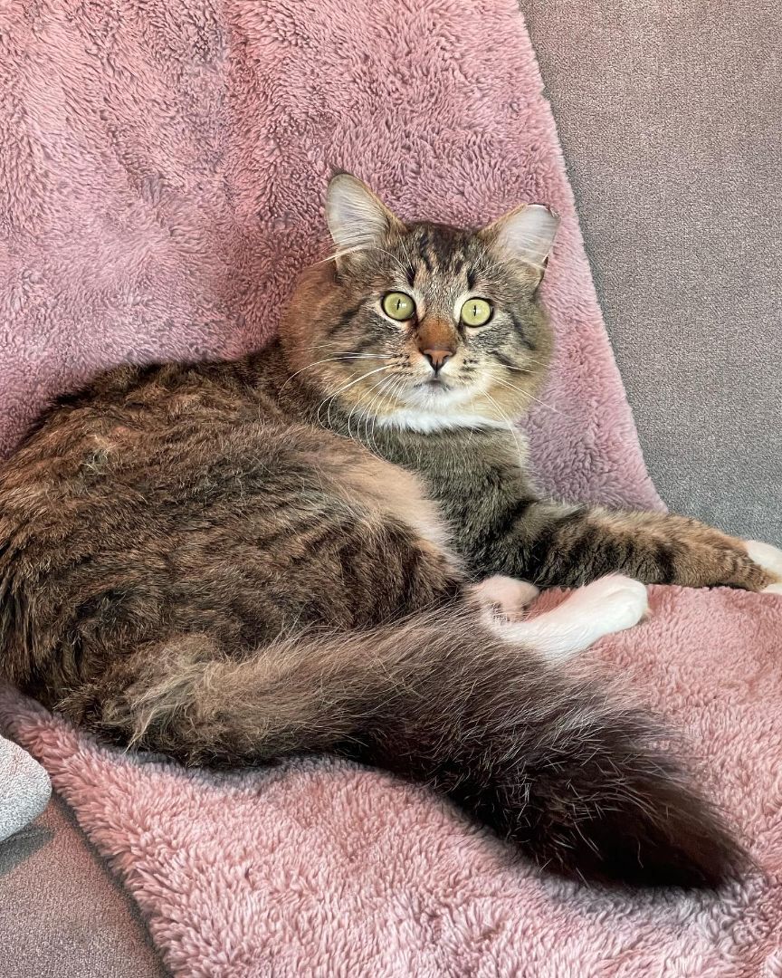 Sampson, a Adopted mixed breed in Seattle, WA image 4/8