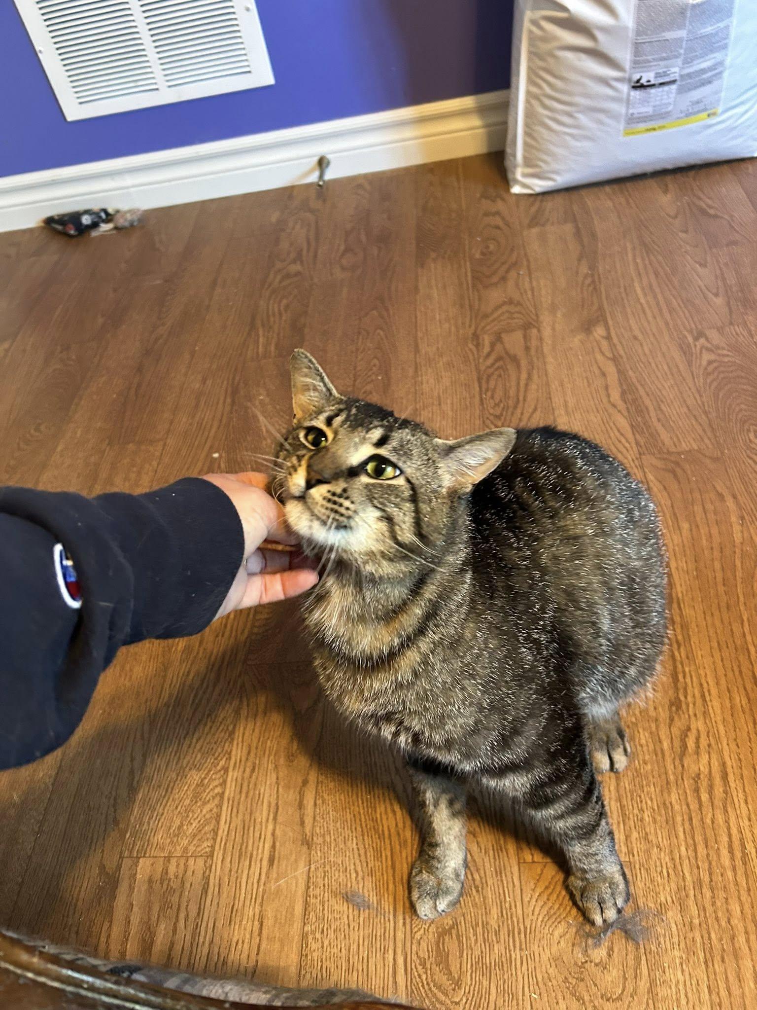 Enlarge Flint, a ADOPTABLE Domestic Short Hair in Spencerville, ON image 6/6