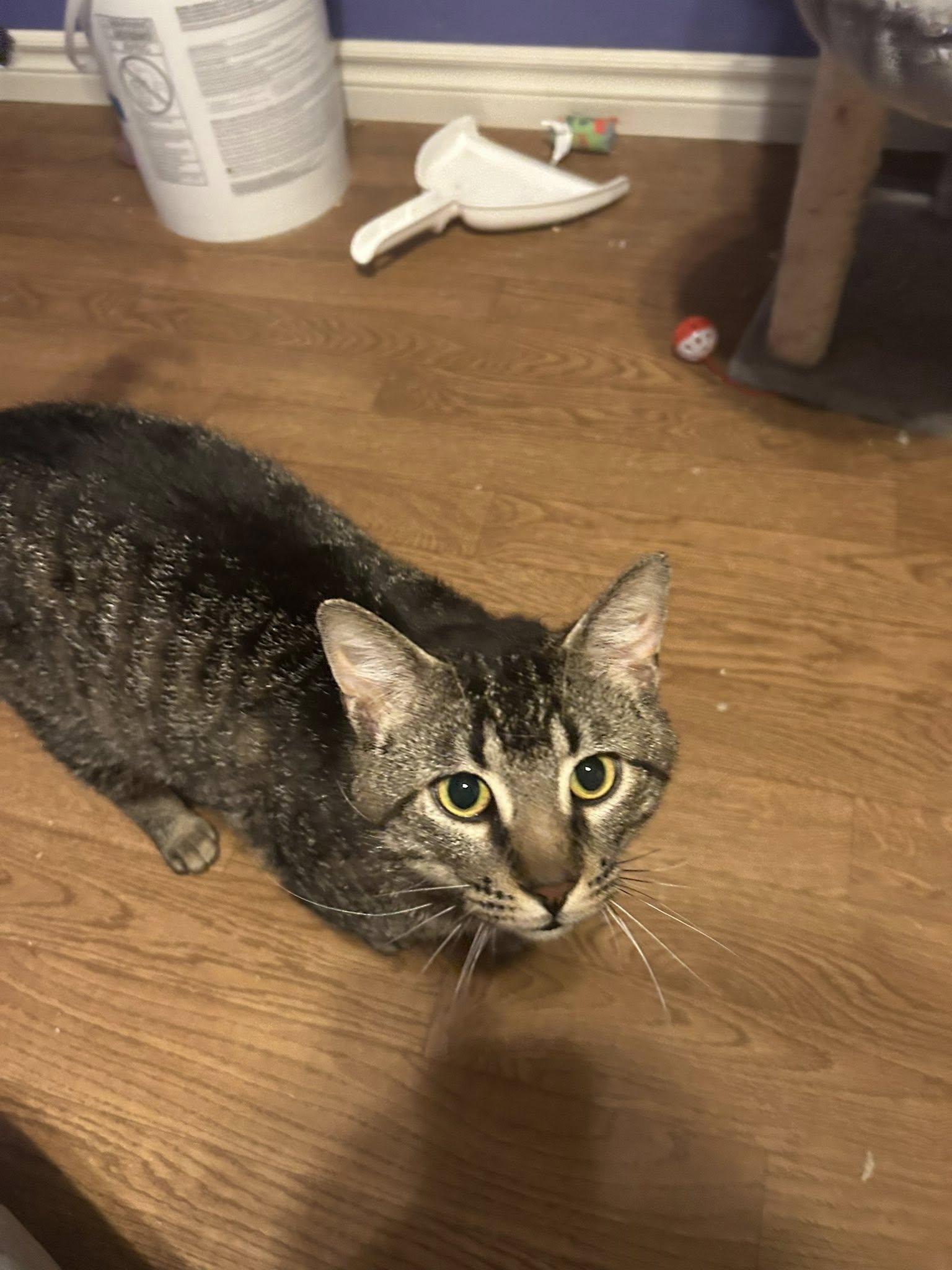 Enlarge Flint, a ADOPTABLE Domestic Short Hair in Spencerville, ON image 3/6