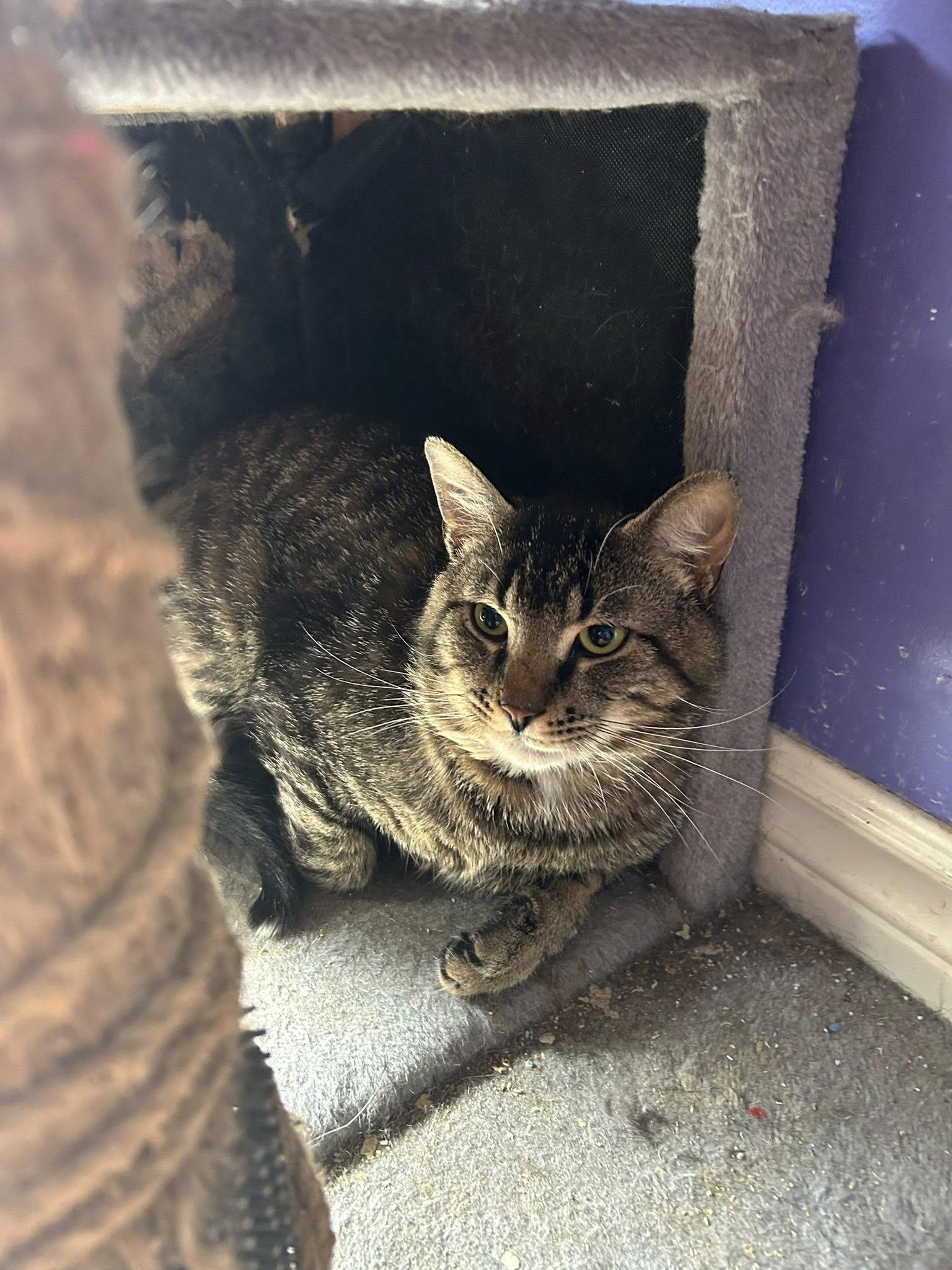 Enlarge Flint, a ADOPTABLE Domestic Short Hair in Spencerville, ON image 4/6