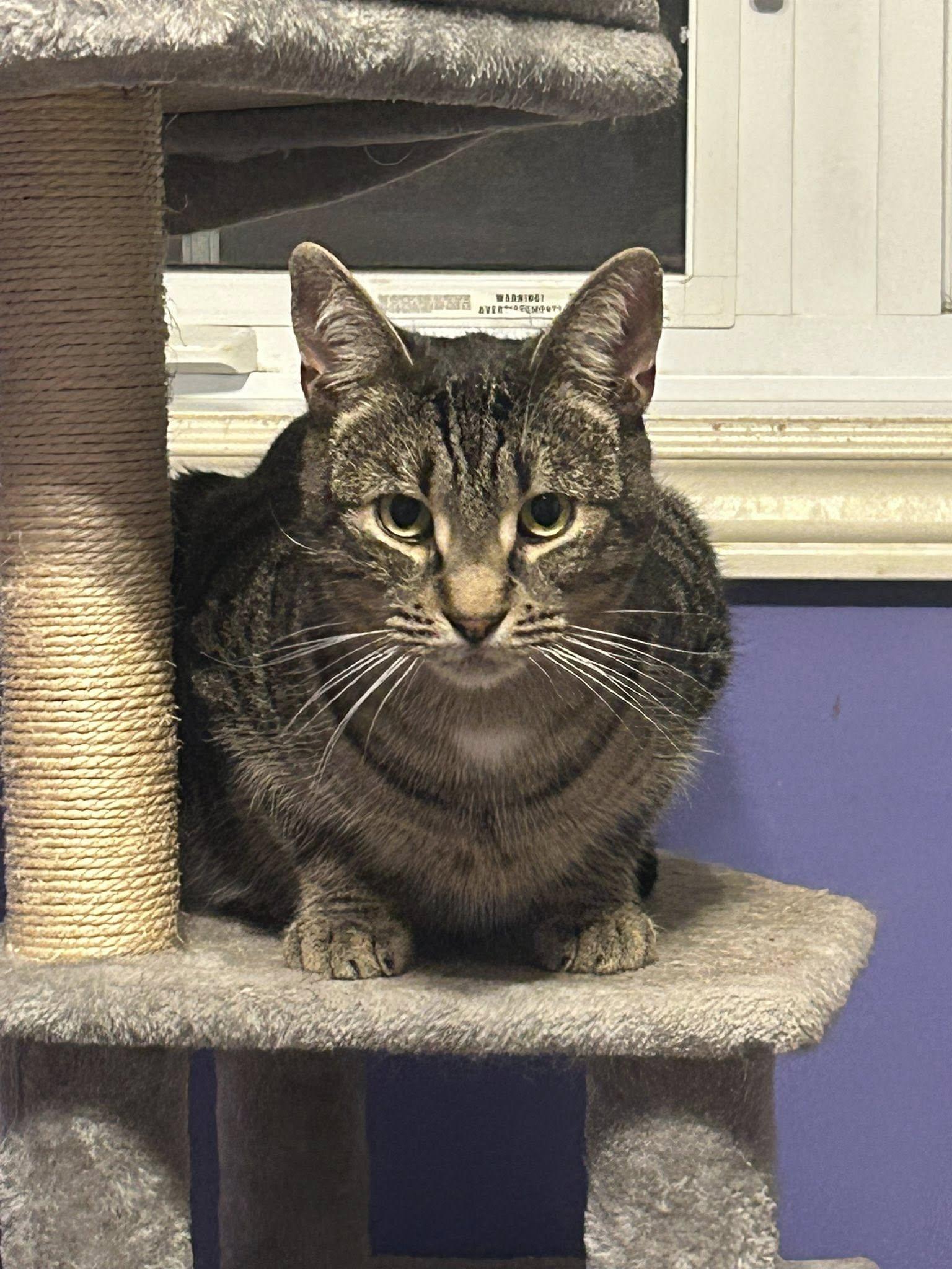 Flint, ADOPTABLE, Adult Male Domestic Short Hair.