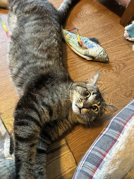 Enlarge Flint, a ADOPTABLE Domestic Short Hair in Spencerville, ON image 5/6