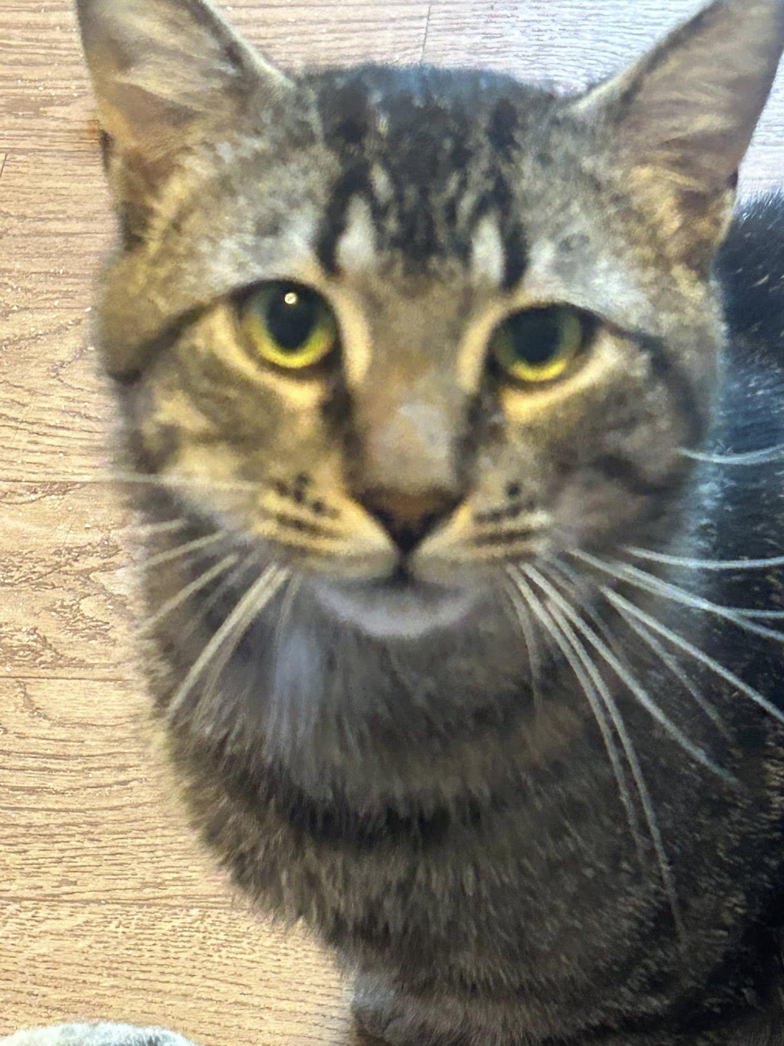 Enlarge Flint, a ADOPTABLE Domestic Short Hair in Spencerville, ON image 2/6