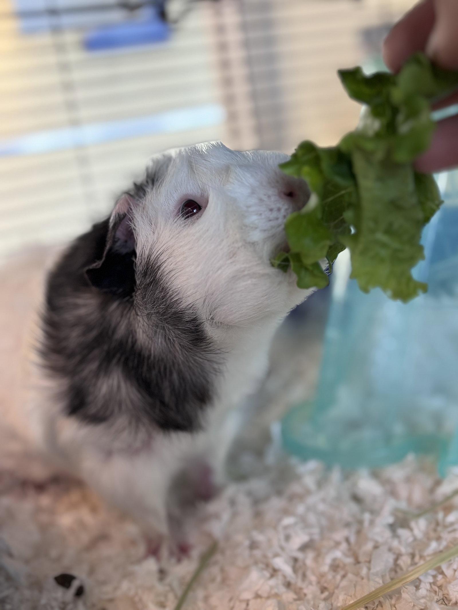 Enlarge Lou Seal (M), a Adoptable Guinea Pig in Burlingame, CA image 1/2
