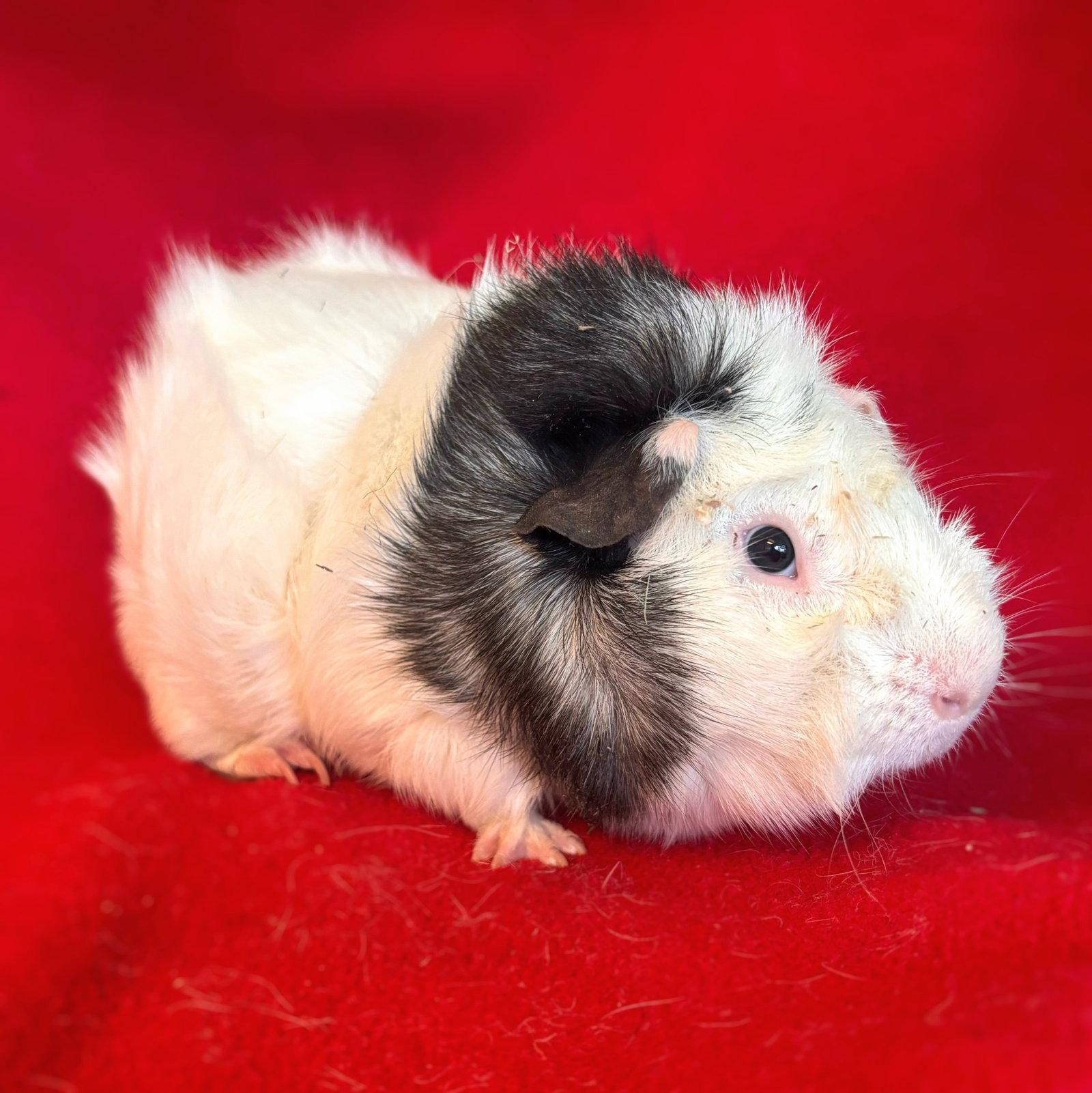 Enlarge Lou Seal (M), a Adoptable Guinea Pig in Burlingame, CA image 2/2