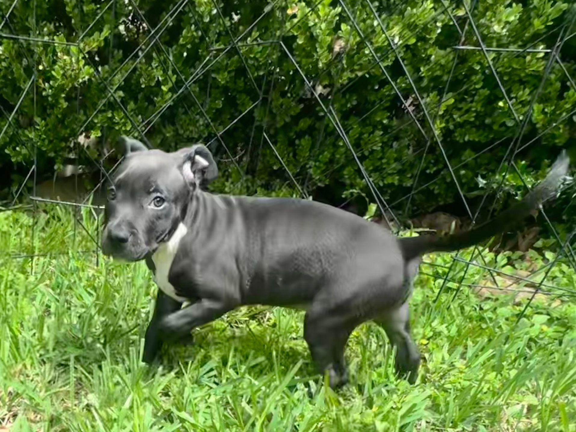 Enlarge Archer, a Adoptable mixed breed in Yonkers, NY image 2/5