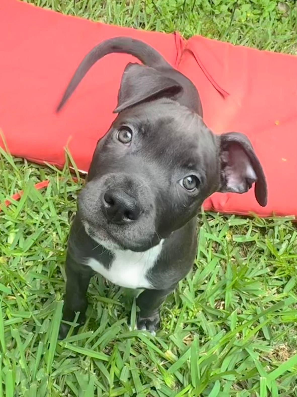 Archer, Adoptable, Puppy Male Pit Bull Terrier.