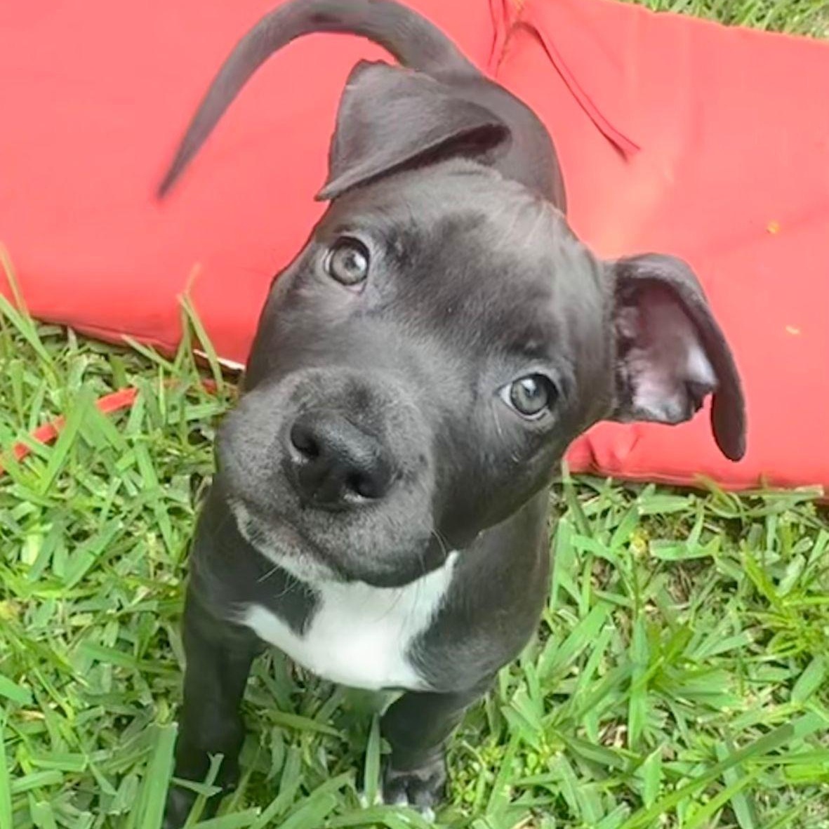 Archer, a Adoptable mixed breed in Yonkers, NY image 6/6