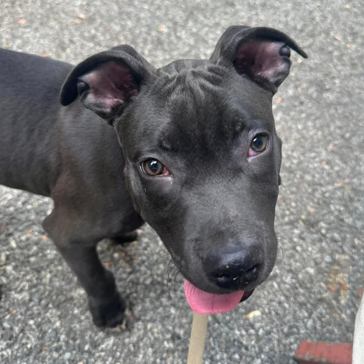 Archer, a Adoptable mixed breed in Yonkers, NY image 2/6