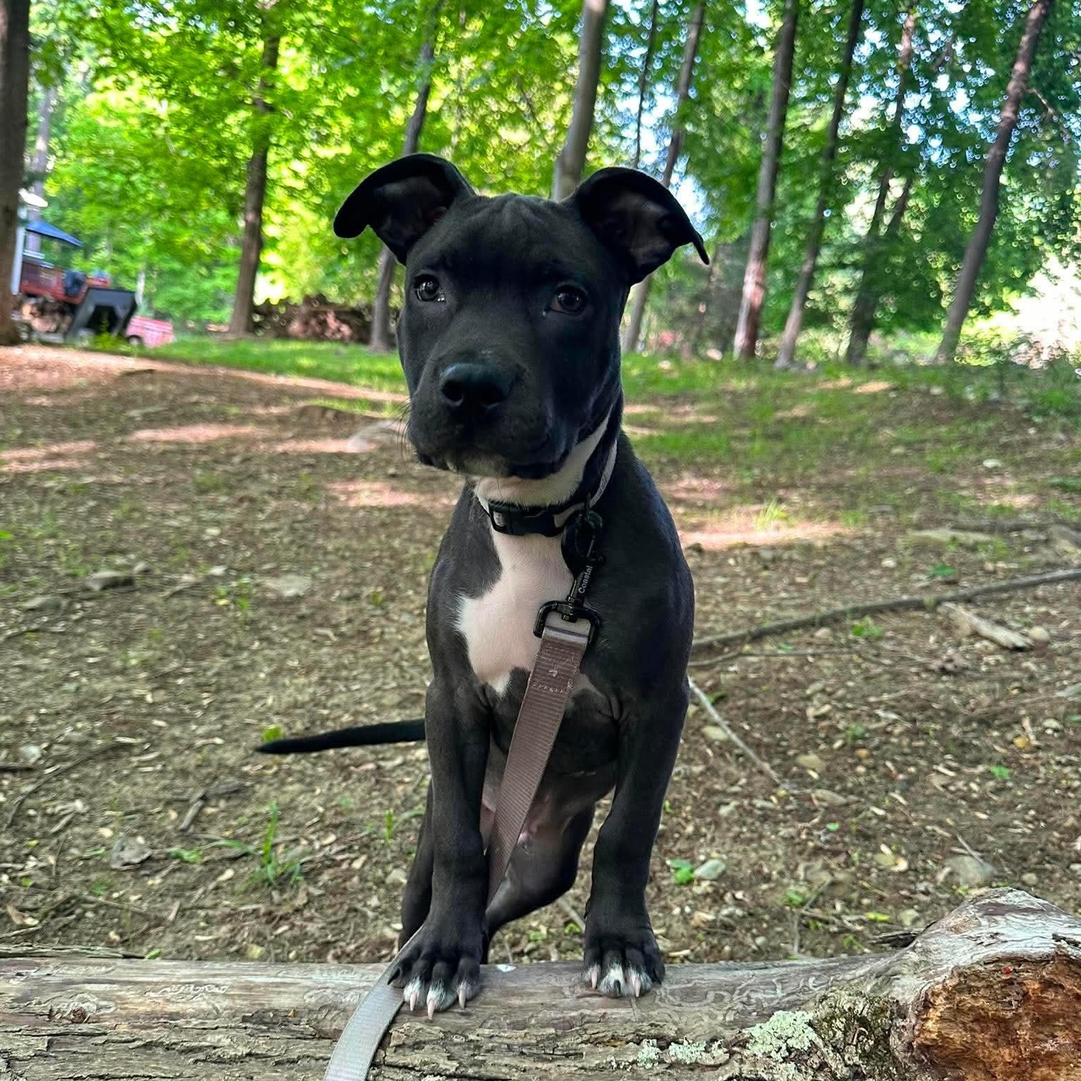 Archer, a Adoptable mixed breed in Yonkers, NY image 1/6