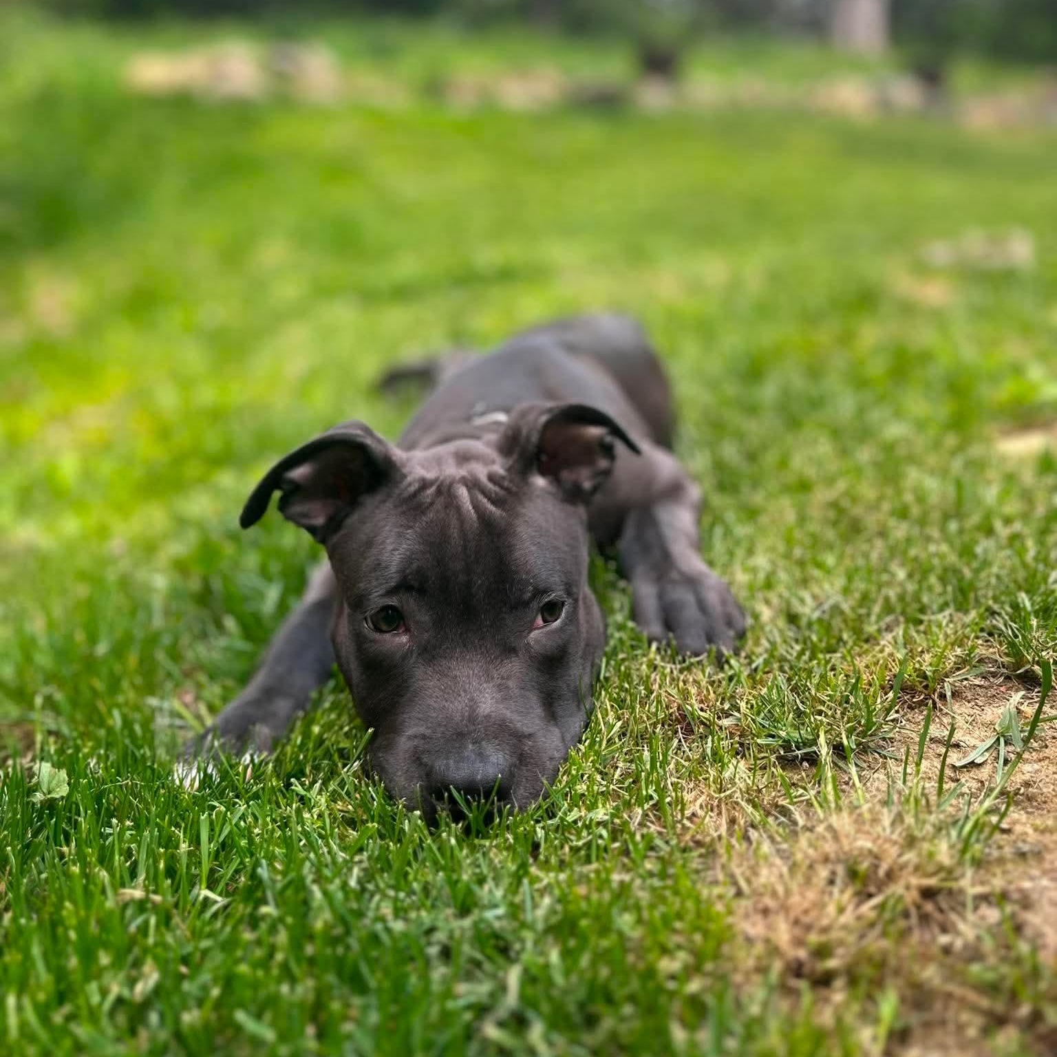 Archer, a Adoptable mixed breed in Yonkers, NY image 5/6