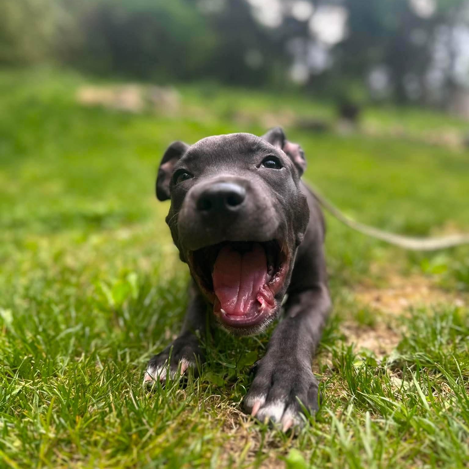 Archer, a Adoptable mixed breed in Yonkers, NY image 3/6