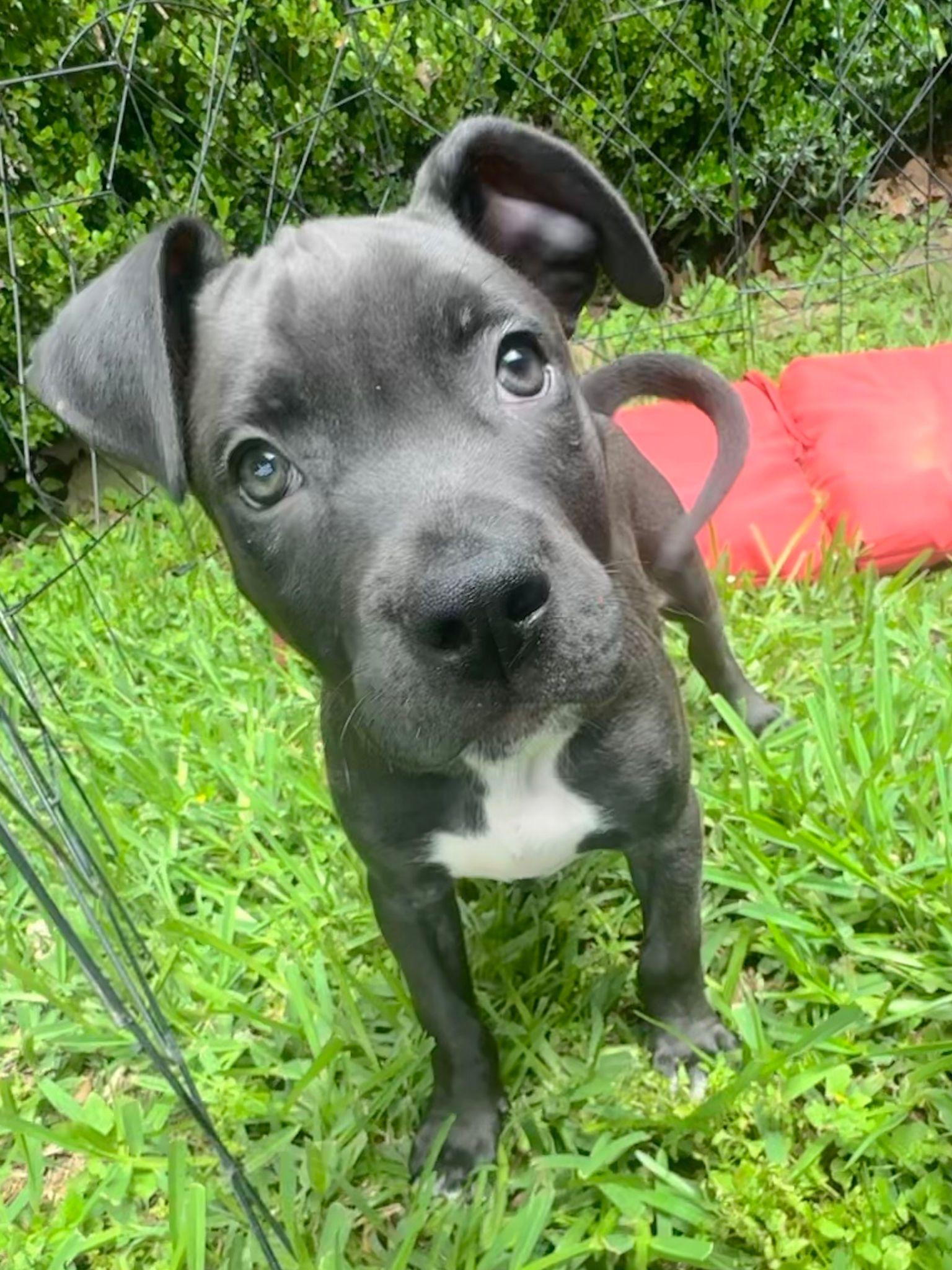 Enlarge Archer, a Adoptable mixed breed in Yonkers, NY image 5/5