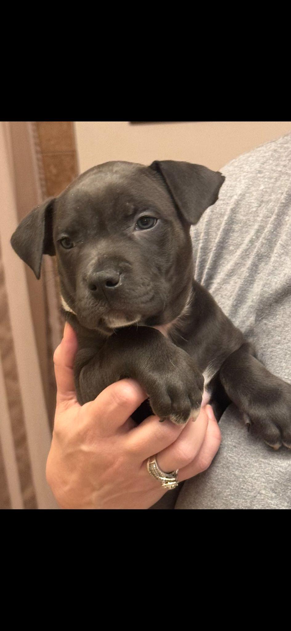 Enlarge Archer, a Adoptable mixed breed in Yonkers, NY image 3/5