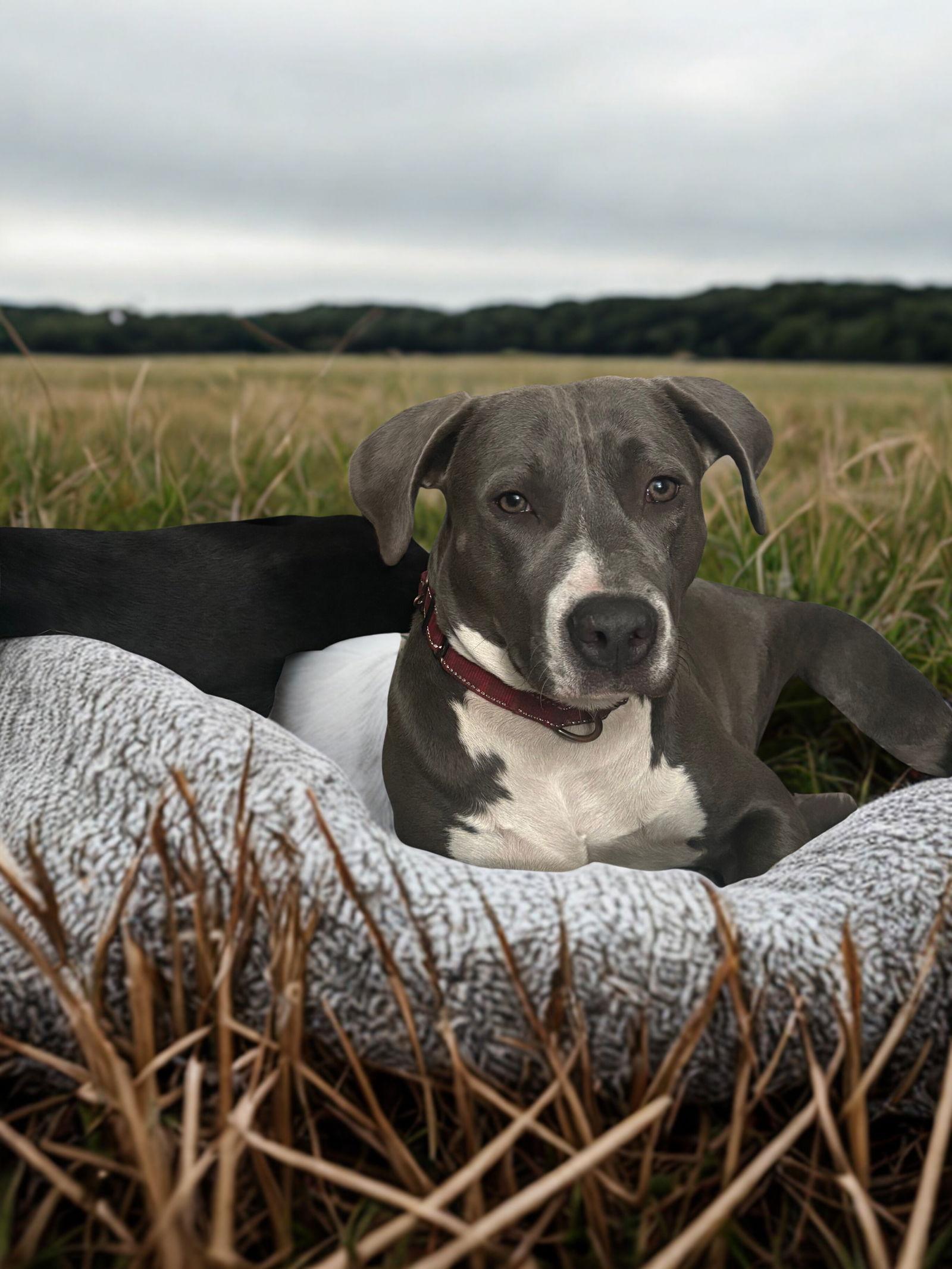 Marcy, a Adoptable Pit Bull Terrier in Orlando, FL image 1/3