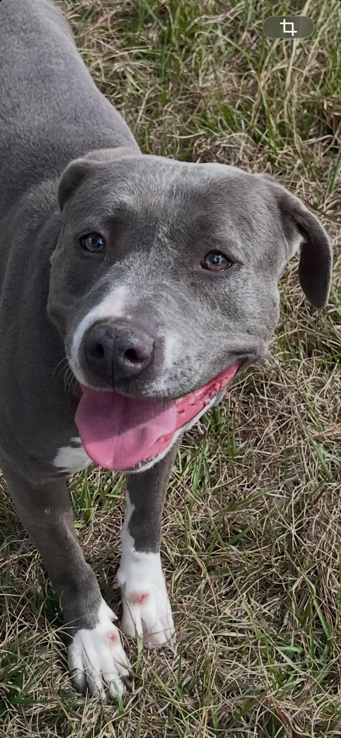 Marcy, Adoptable, Adult Female Pit Bull Terrier.