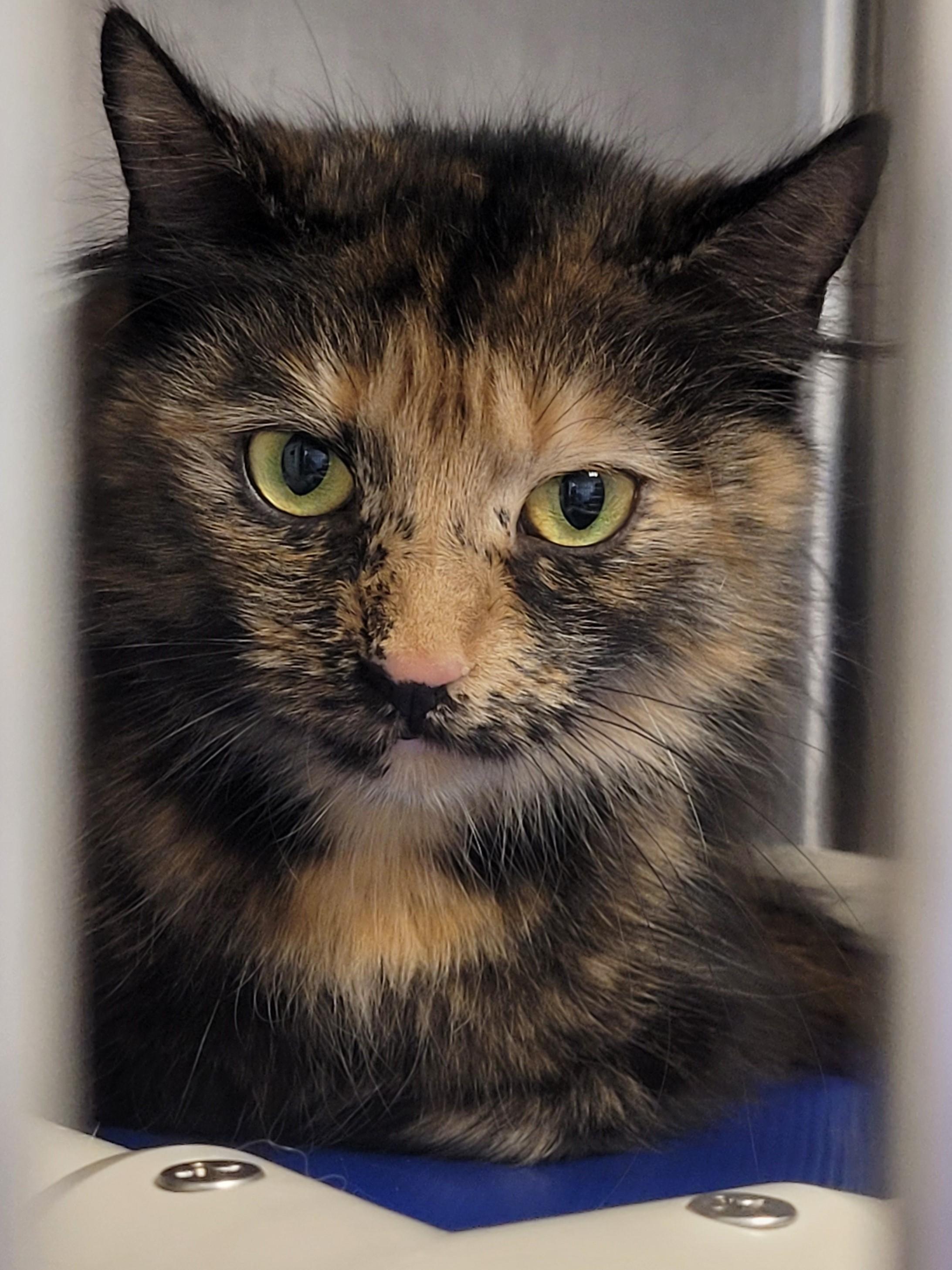Azora, Adult Female unknown