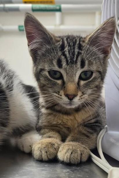 Ray, adopted, Young Male Domestic Short Hair.
