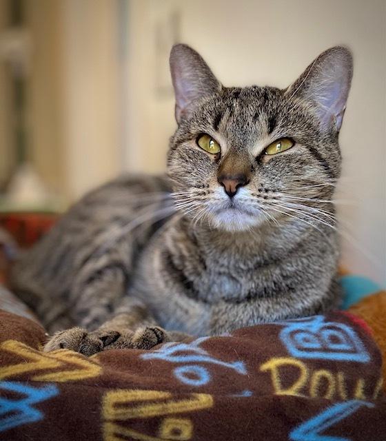 Fianna, Adoptable, Adult Female Domestic Short Hair.