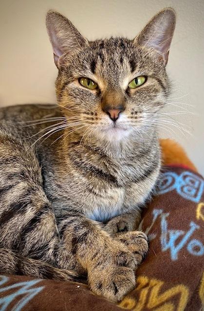 Enlarge Fianna, a Adoptable Domestic Short Hair in Duxbury, MA image 2/3