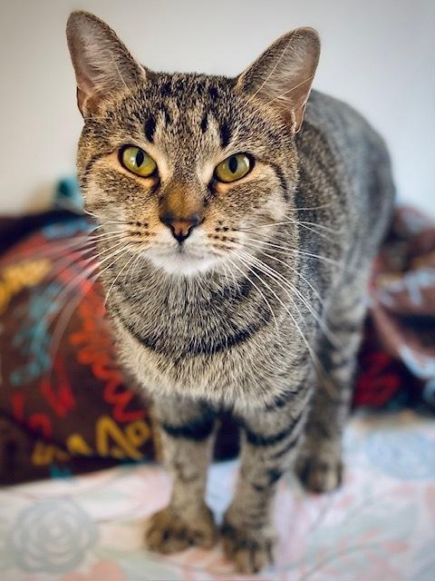 Enlarge Fianna, a Adoptable Domestic Short Hair in Duxbury, MA image 3/3
