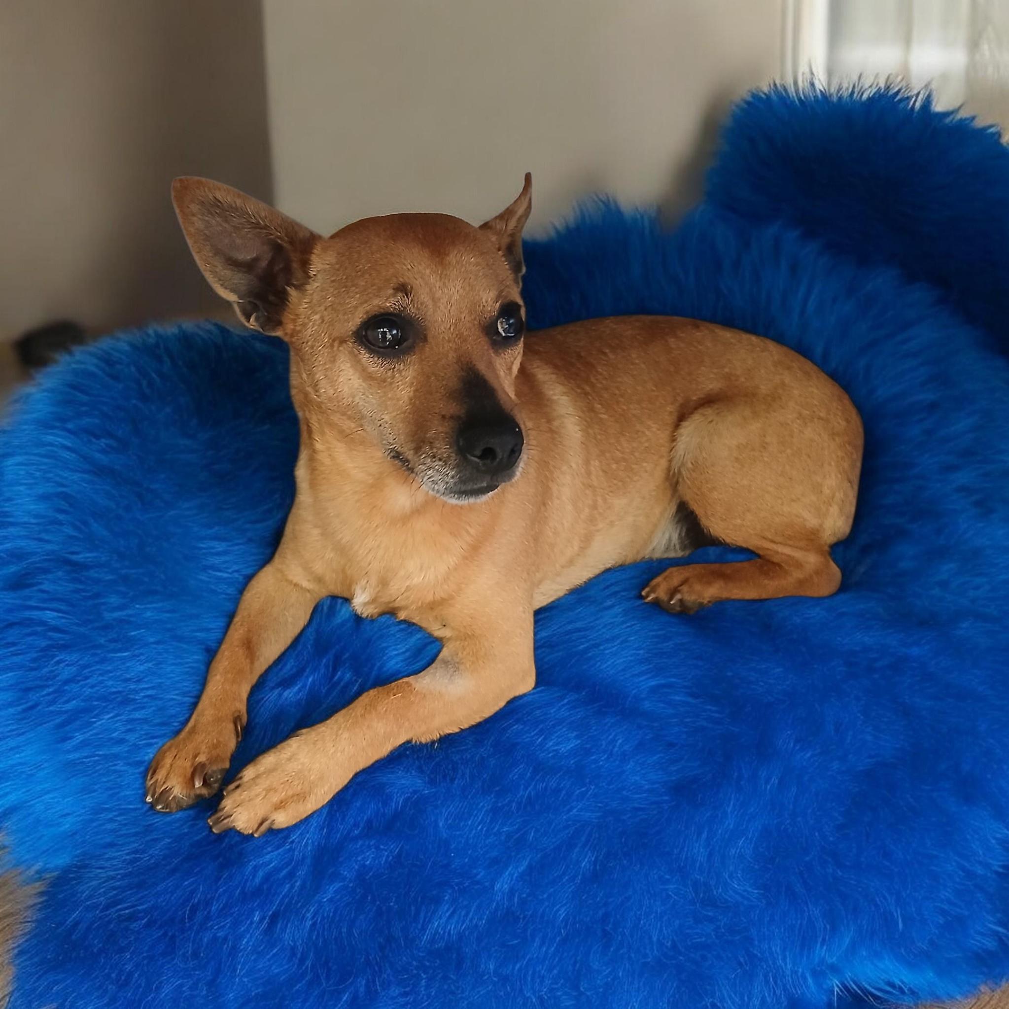 Enlarge Lenny, a Adopted mixed breed in Washington Township, OH image 6/6