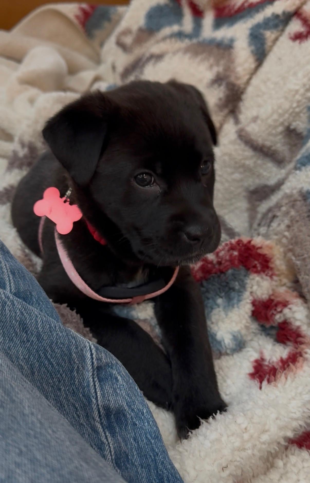 Waverley, ADOPTABLE, Puppy Female Labrador Retriever & Hound.