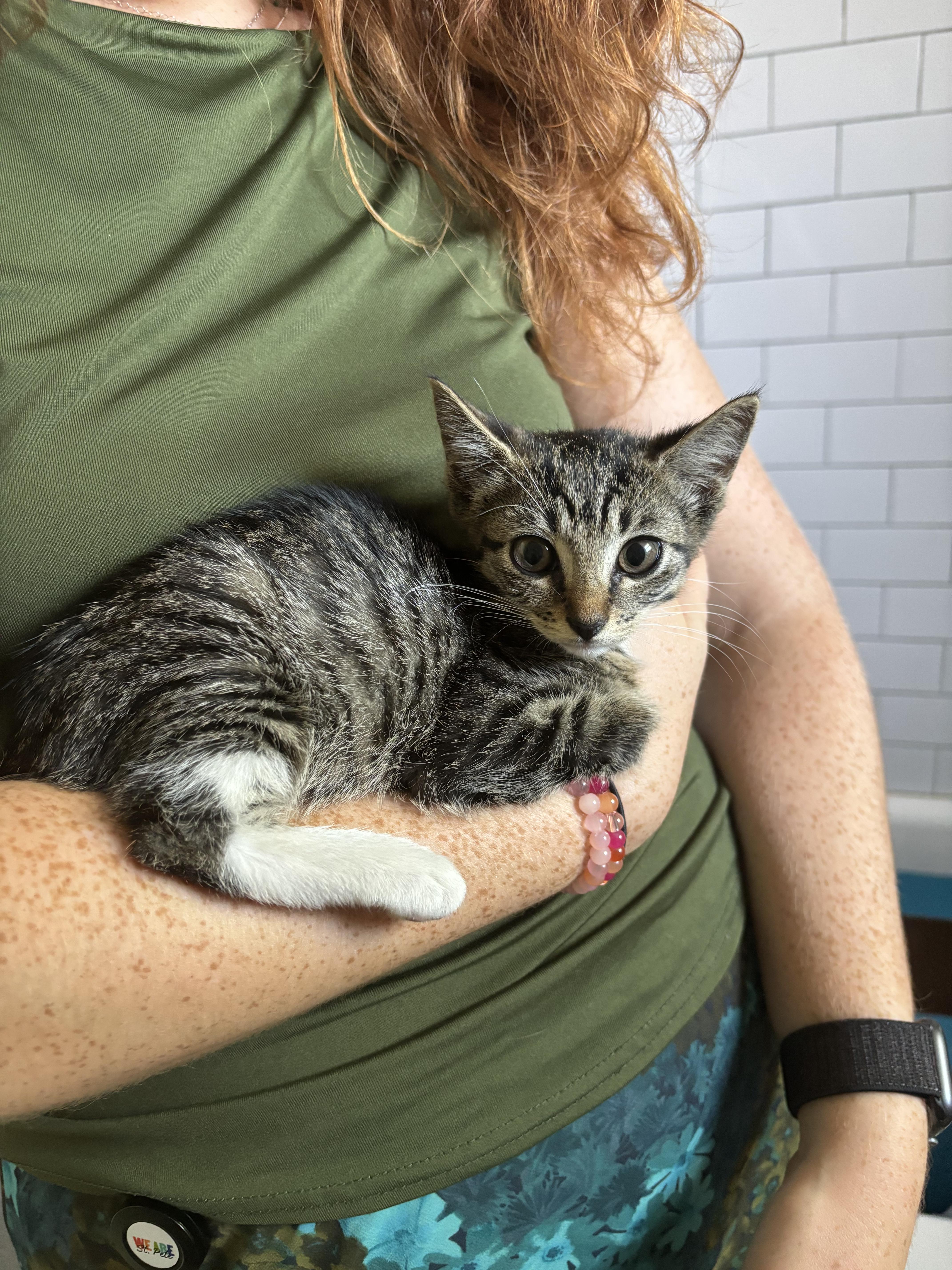 Sadie, Baby Female Domestic Short Hair