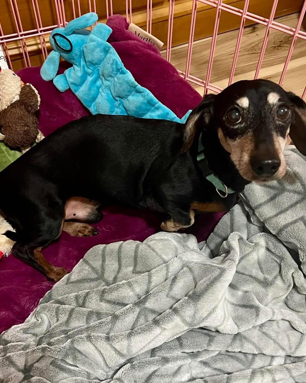 Dexter, a Adoptable Dachshund in Richmond, KY image 1/6