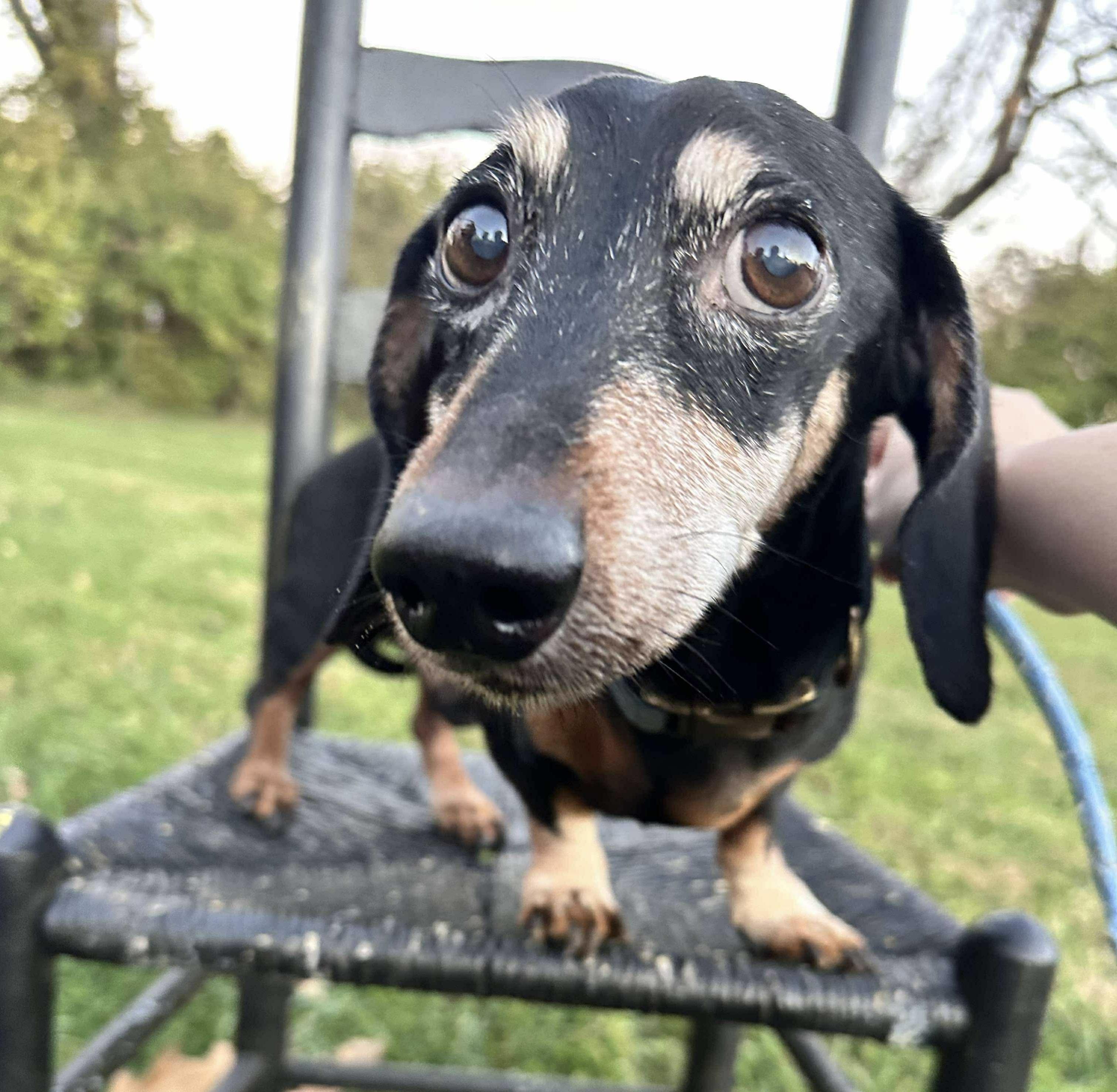Dexter, a Adoptable Dachshund in Richmond, KY image 2/6