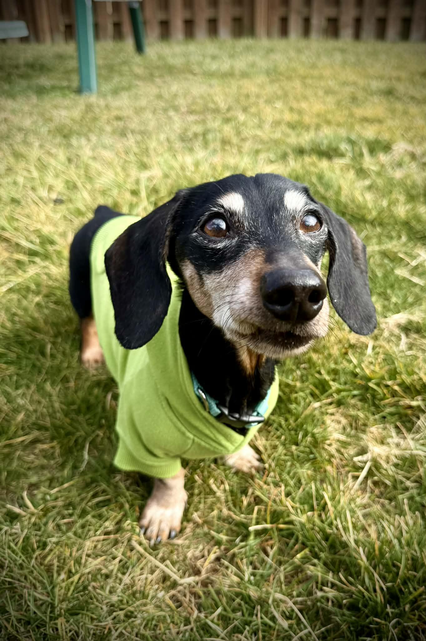 Dexter, Adoptable, Senior Male Dachshund.