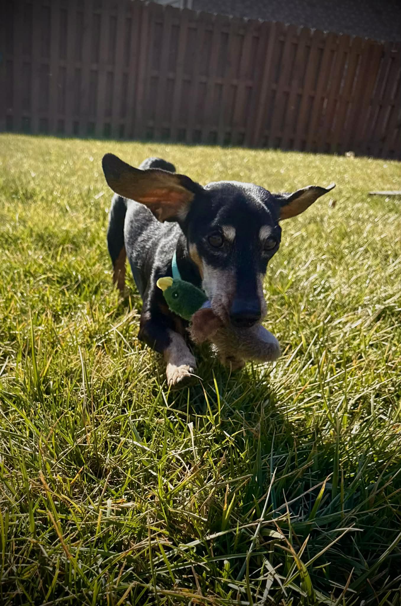 Enlarge Dexter, a Adoptable Dachshund in Richmond, KY image 2/6