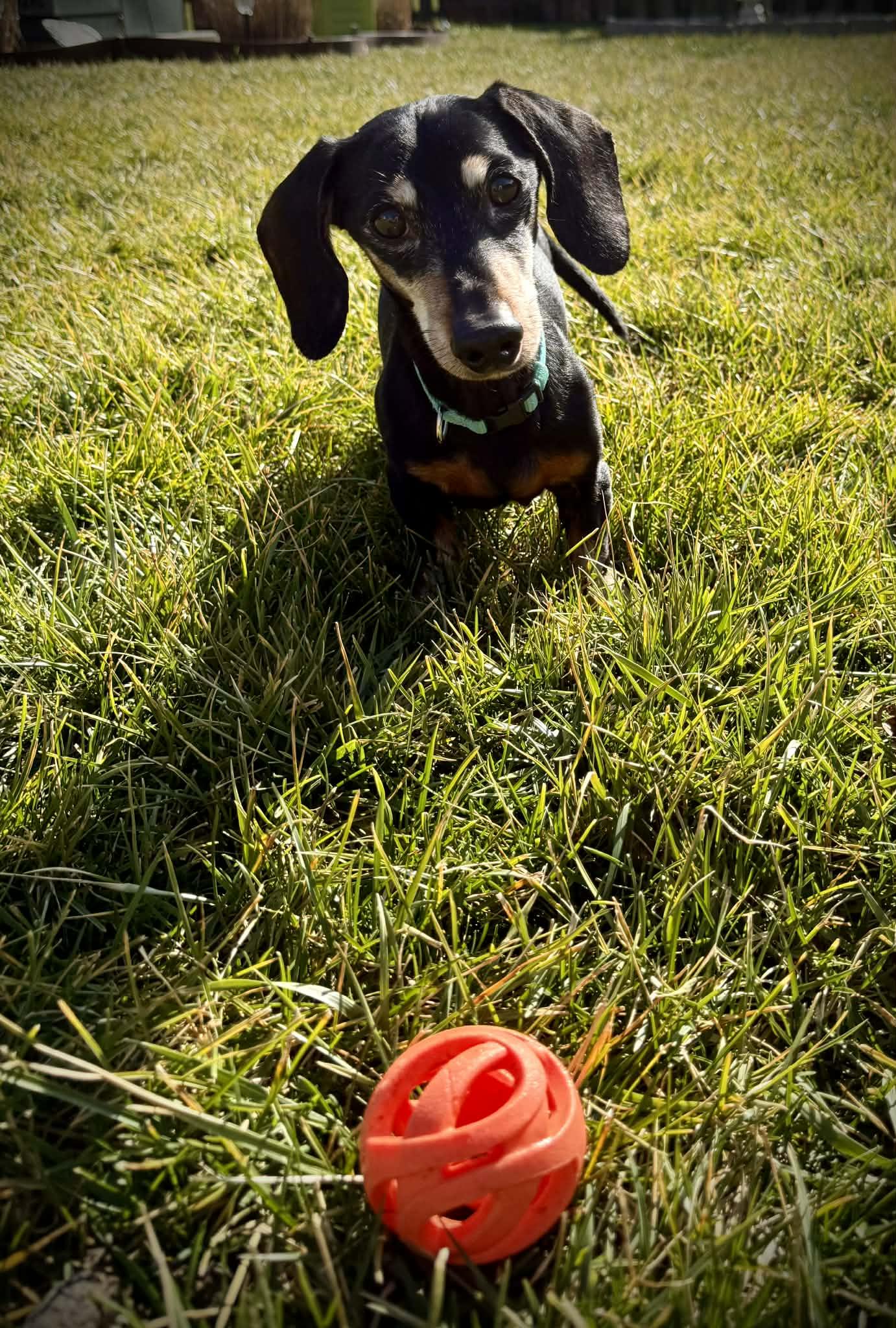 Enlarge Dexter, a Adoptable Dachshund in Richmond, KY image 3/6