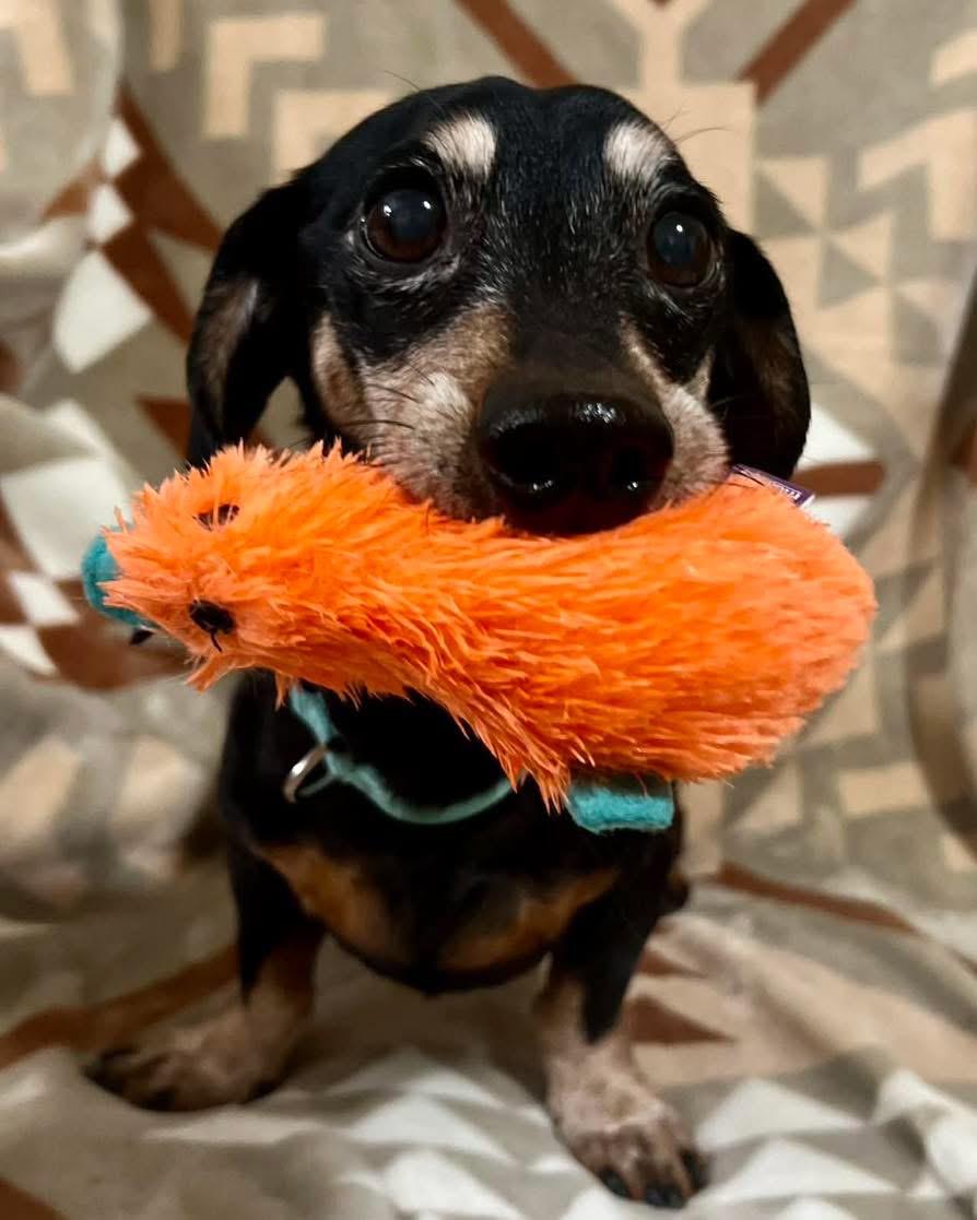 Dexter, a Adoptable Dachshund in Richmond, KY image 3/6