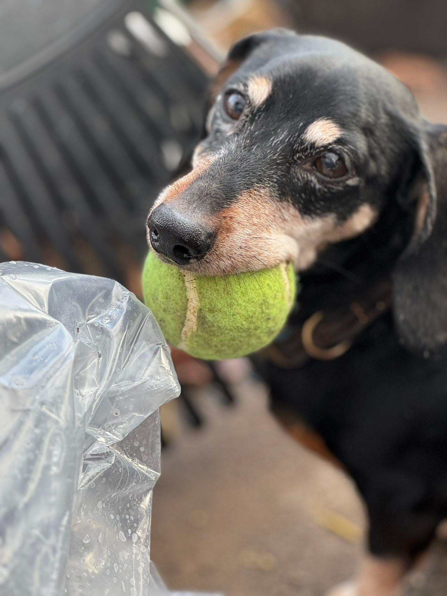 Dexter, a Adoptable Dachshund in Richmond, KY image 4/6