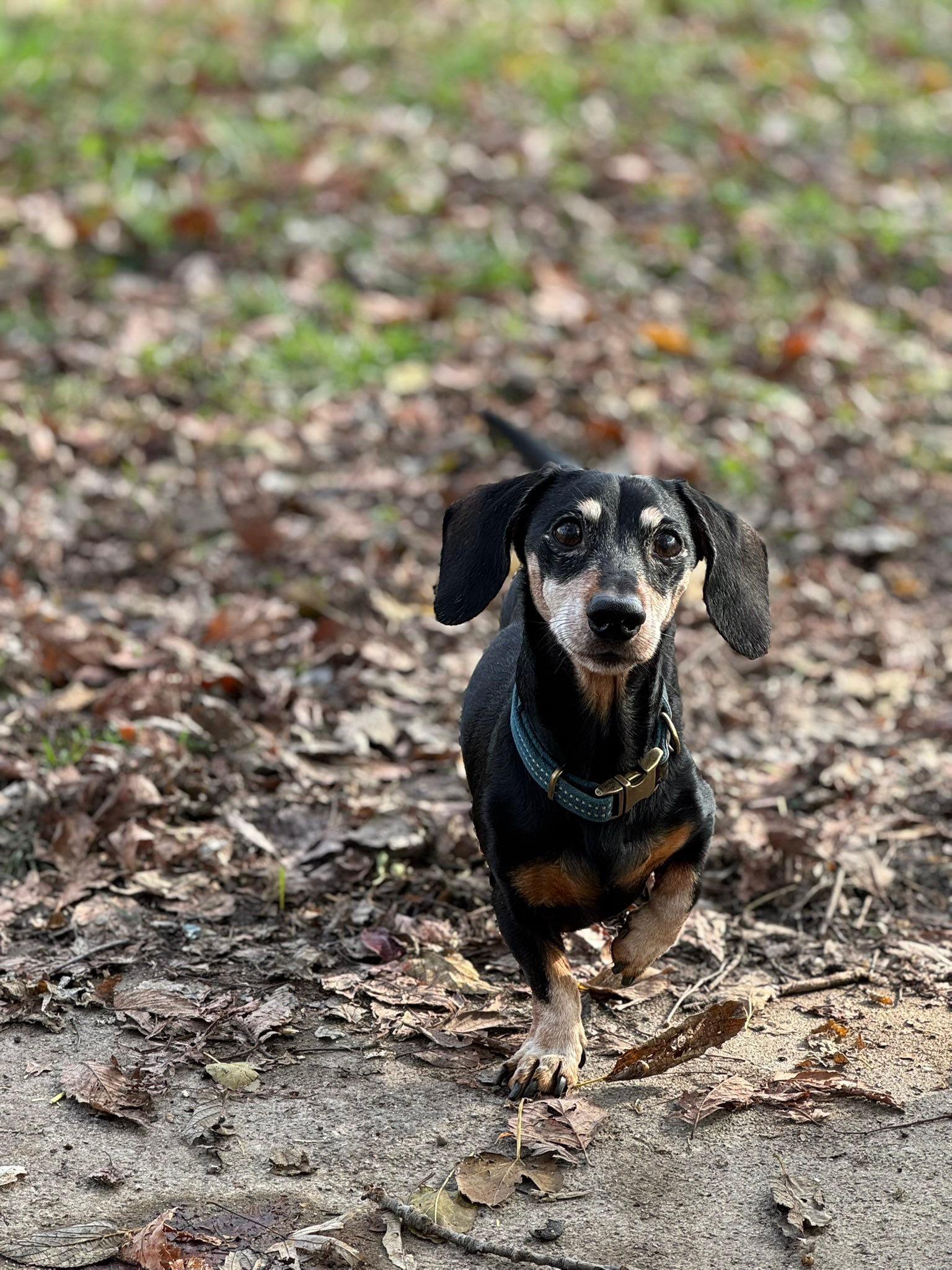 Enlarge Dexter, a Adoptable Dachshund in Richmond, KY image 5/6